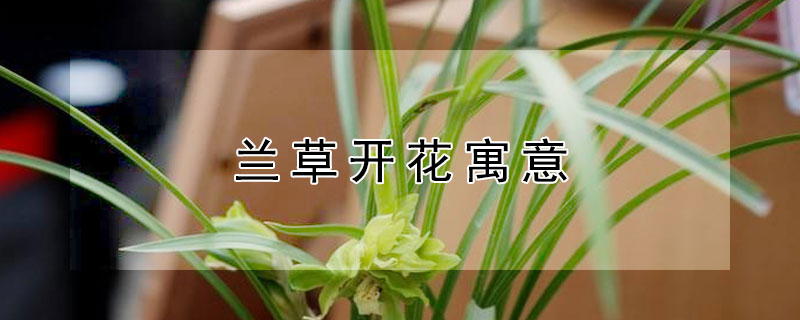 蘭草開花寓意