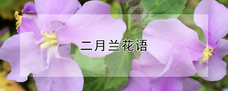 二月蘭花語(yǔ)