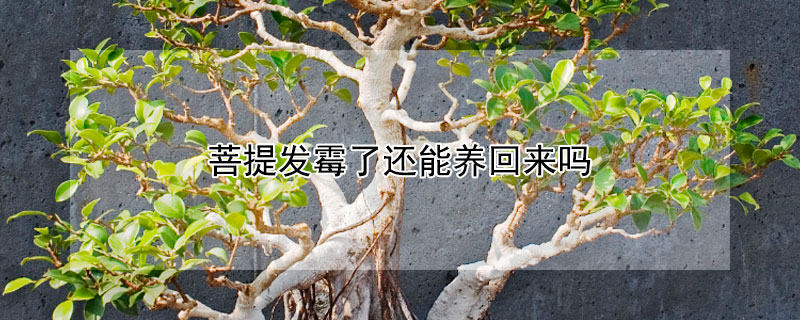 菩提發(fā)霉了還能養(yǎng)回來嗎