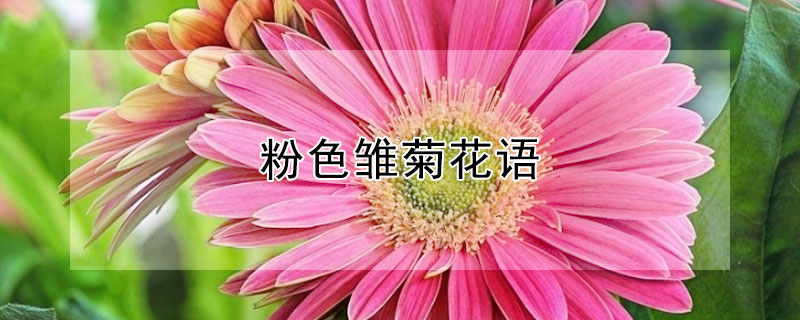 粉色雛菊花語(yǔ)