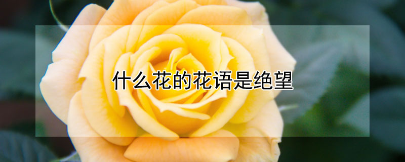 什么花的花語是絕望