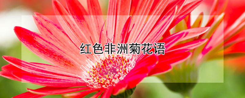 紅色非洲菊花語