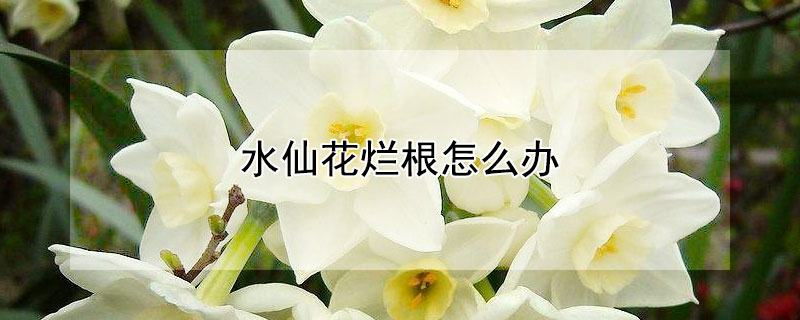 水仙花爛根怎么辦