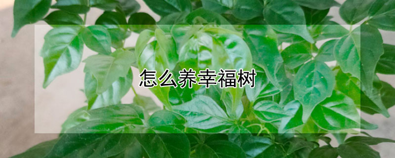 怎么養幸福樹