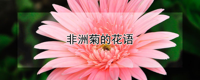 非洲菊的花語