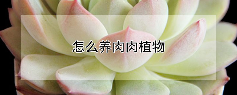 怎么養(yǎng)肉肉植物