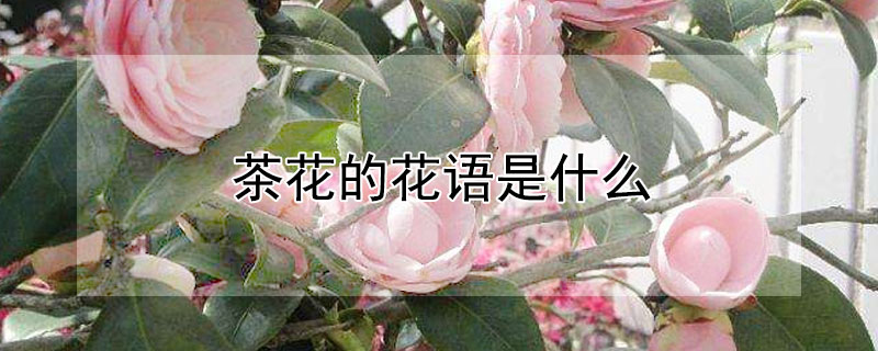 茶花的花語是什么