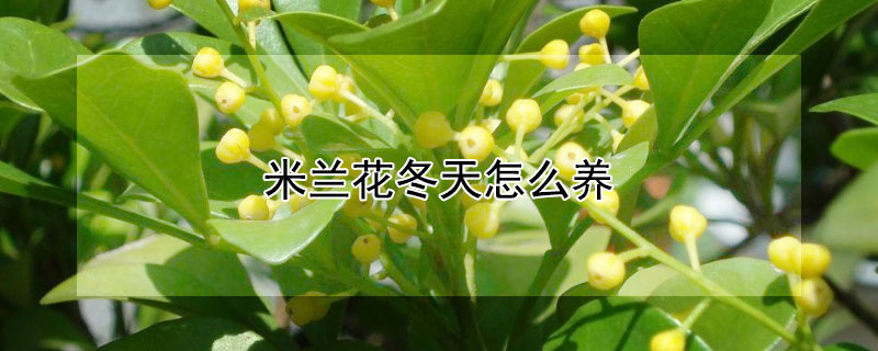 米蘭花冬天怎么養(yǎng)