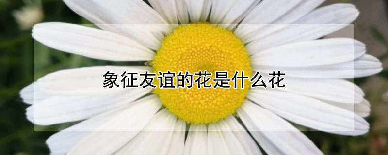 象征友誼的花是什么花