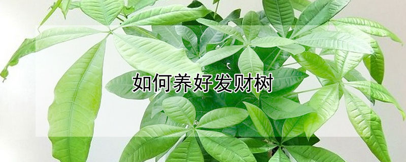 如何養(yǎng)好發(fā)財樹