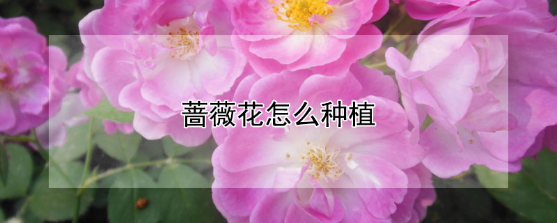 薔薇花怎么種植