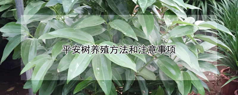 平安樹養(yǎng)殖方法和注意事項