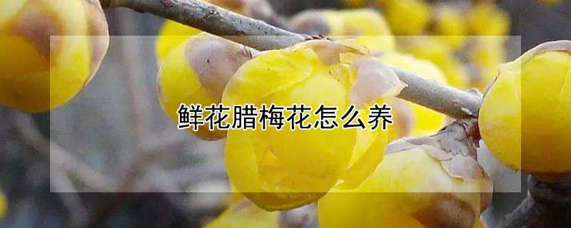 鮮花臘梅花怎么養(yǎng)