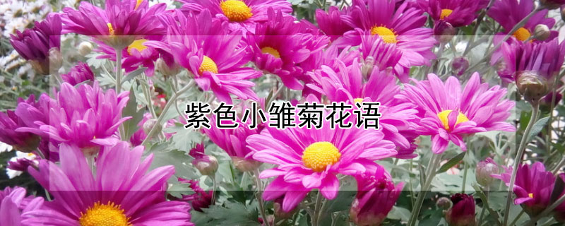 紫色小雛菊花語