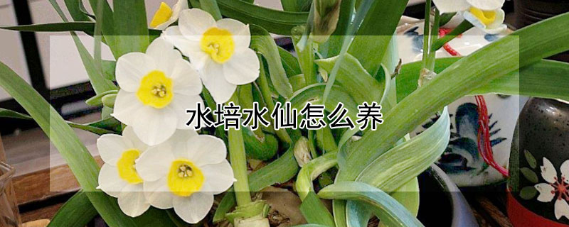 水培水仙怎么養(yǎng)