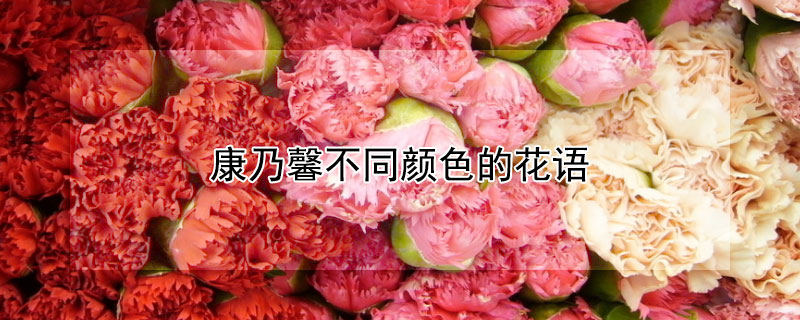 康乃馨不同顏色的花語