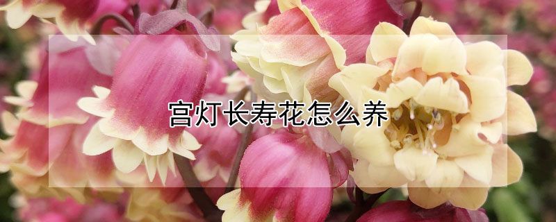 宮燈長壽花怎么養(yǎng)