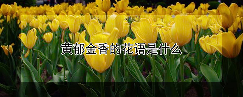 黃郁金香的花語是什么