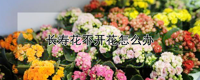 長壽花不開花怎么辦