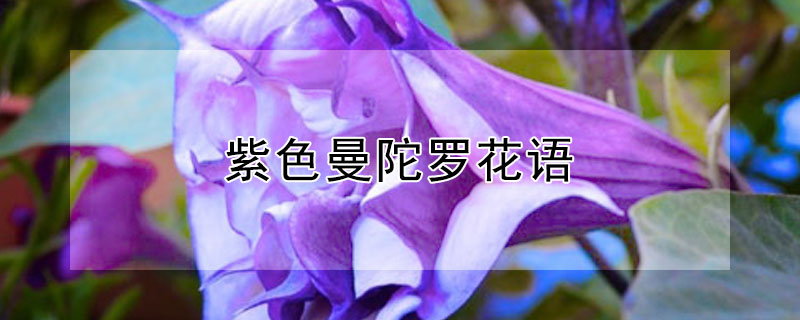 紫色曼陀羅花語(yǔ)