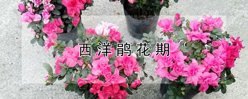 西洋鵑花期