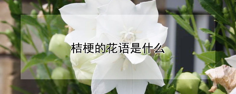 桔梗的花語是什么