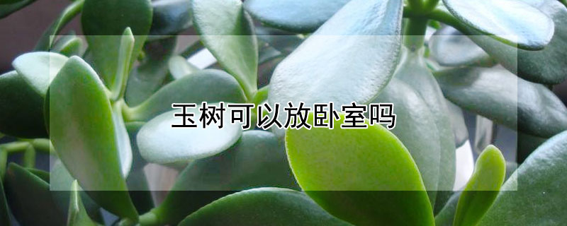 玉樹可以放臥室嗎