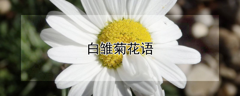 白雛菊花語