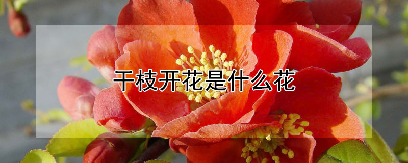 干枝開花是什么花