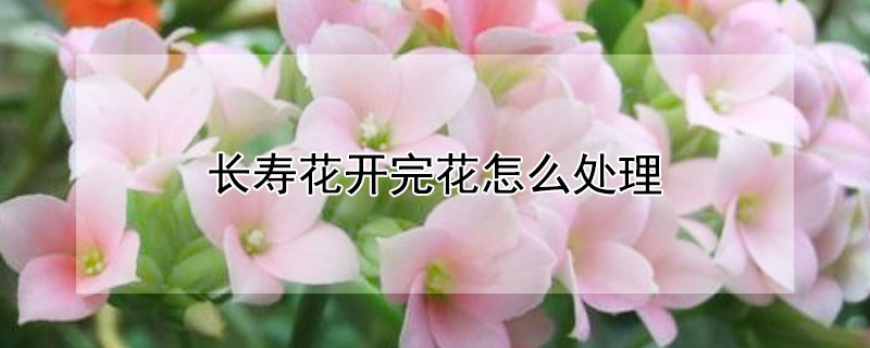 長壽花開完花怎么處理