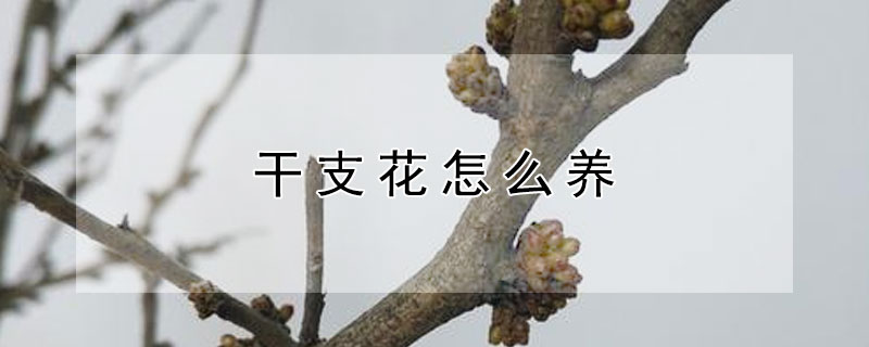 干支花怎么養