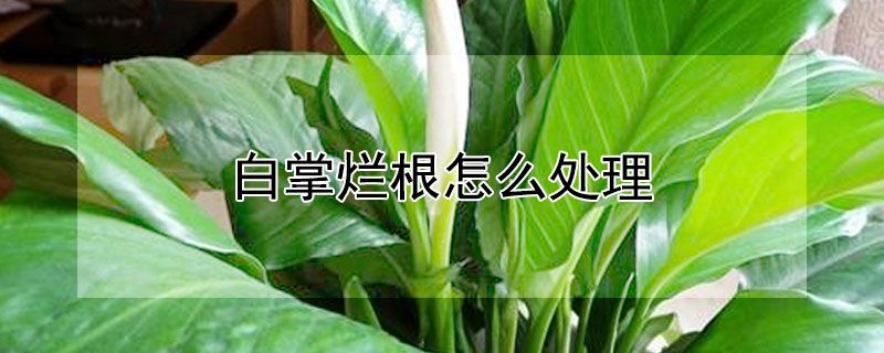 白掌爛根怎么處理