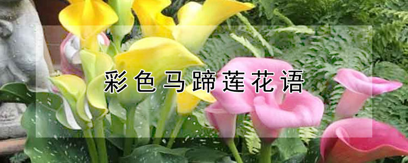 彩色馬蹄蓮花語