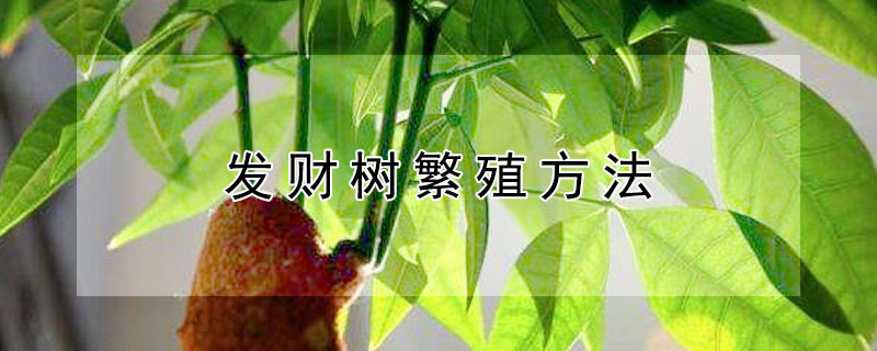 發財樹繁殖方法