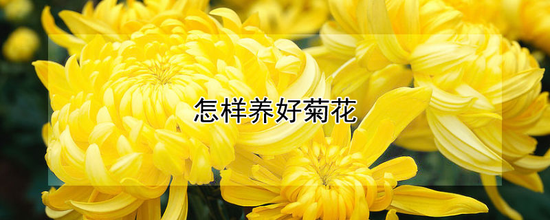 怎樣養(yǎng)好菊花