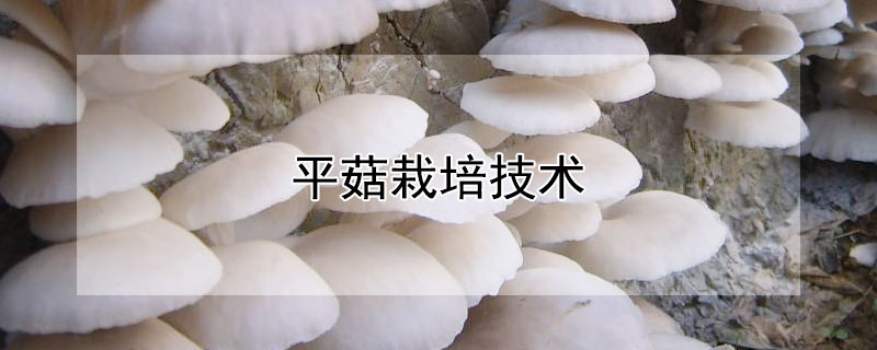 平菇栽培技術