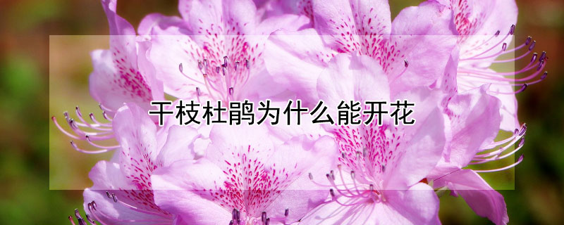 干枝杜鵑為什么能開花