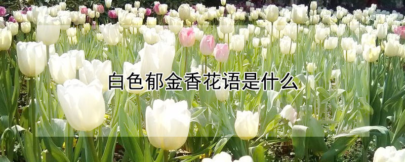 白色郁金香花語是什么