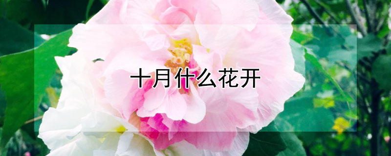 十月什么花開