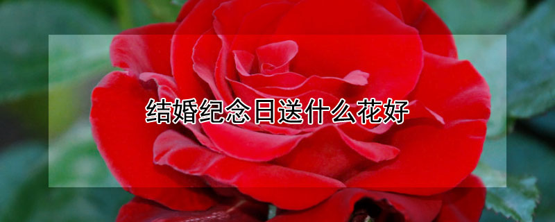 結婚紀念日送什么花好