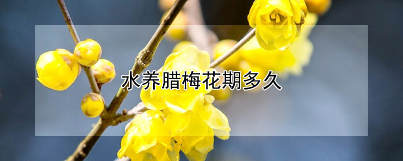 水養(yǎng)臘梅花期多久