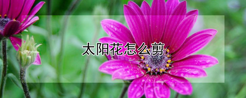 太陽花怎么剪