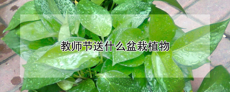 教師節(jié)送什么盆栽植物