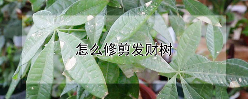 怎么修剪發財樹