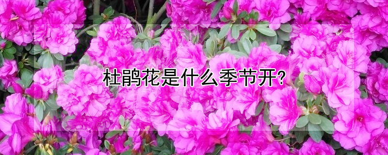 杜鵑花是什么季節開?