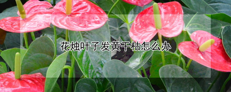 花燭葉子發(fā)黃干枯怎么辦