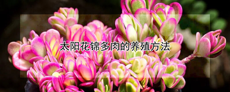 太陽(yáng)花錦多肉的養(yǎng)殖方法