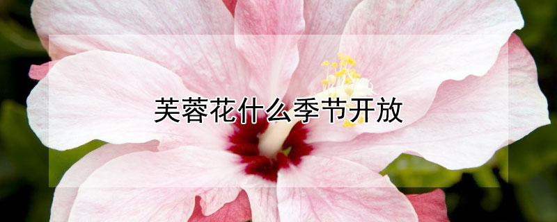 芙蓉花什么季節開放