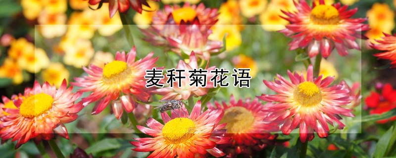 麥稈菊花語