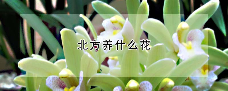 北方養(yǎng)什么花